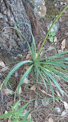 Eryngium longifolium