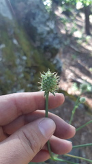 Eryngium longifolium