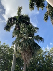 Arecaceae