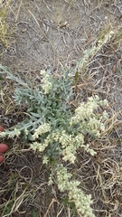 Artemisia ludoviciana