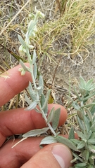 Artemisia ludoviciana