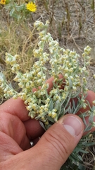 Artemisia ludoviciana