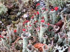 Cladonia coccifera