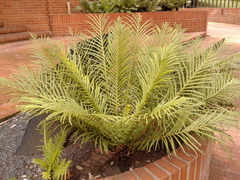Blechnum gibbum