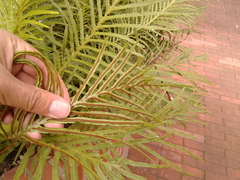Blechnum gibbum
