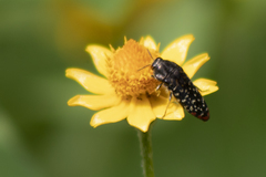 Acmaeodera haemorrhoa