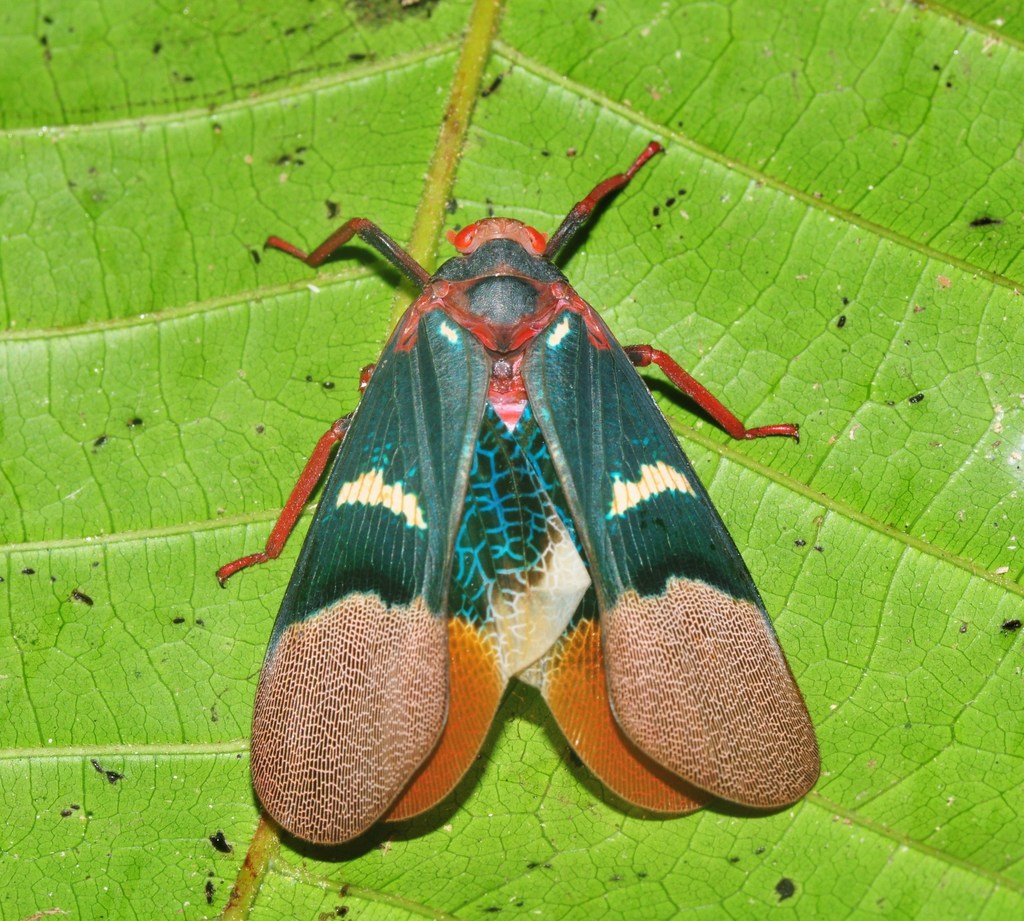 Scamandra