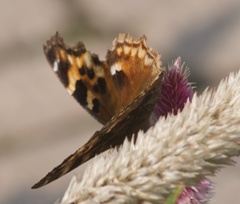 Nymphalis