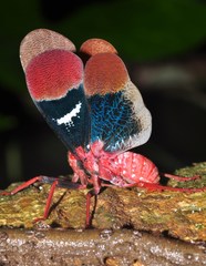 Scamandra daphne
