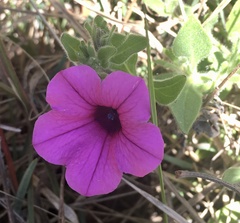 Petunia integrifolia
