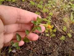 Oenothera multicaulis