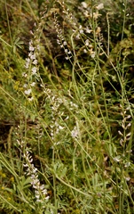 Astragalus melilotoides