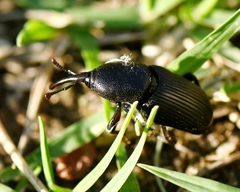 Scyphophorus