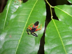 Calliclopius nigripes