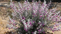 Dasymalla terminalis