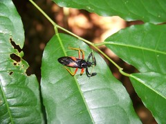 Calliclopius nigripes