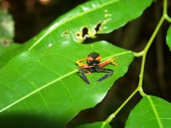 Calliclopius nigripes