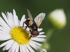 Elomya lateralis