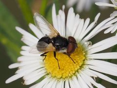 Elomya lateralis