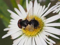 Elomya lateralis