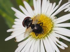 Elomya lateralis