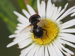 Elomya lateralis