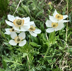 Anemonastrum zephyrum