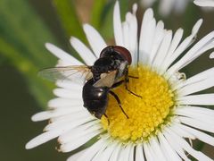 Elomya lateralis