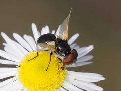 Elomya lateralis