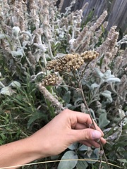 Achillea millefolium