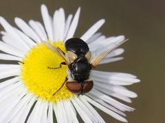 Elomya lateralis