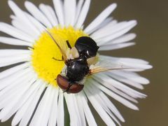 Elomya lateralis