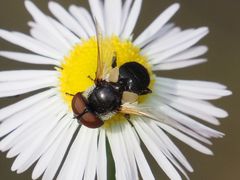 Elomya lateralis