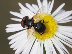 Elomya lateralis
