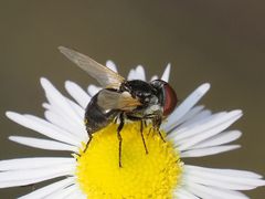 Elomya lateralis