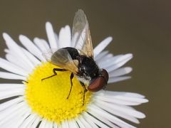 Elomya lateralis