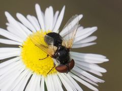 Elomya lateralis