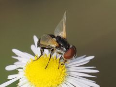 Elomya lateralis