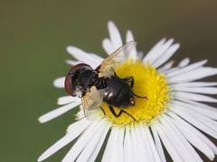 Elomya lateralis