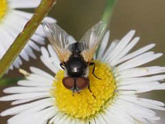 Elomya lateralis