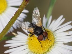 Elomya lateralis