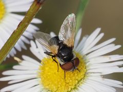 Elomya lateralis