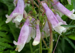 Penstemon hirsutus hirsutus