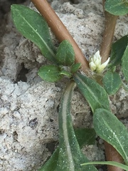 Alternanthera philoxeroides