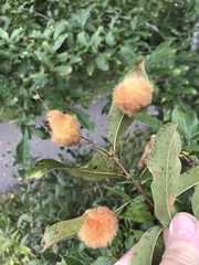 Neuroterus laurifoliae