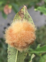 Neuroterus laurifoliae