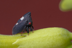 Enchenopa quadricolor