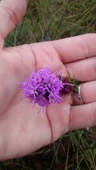 Liatris aestivalis
