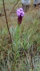 Liatris aestivalis