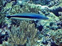 Blue Blanquillo photo 4